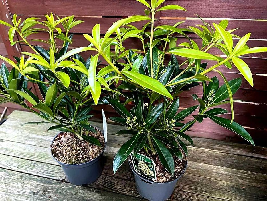 Skimia confusa "Kew Green" XL, wieczniezielona, pachnie jak konwalie!