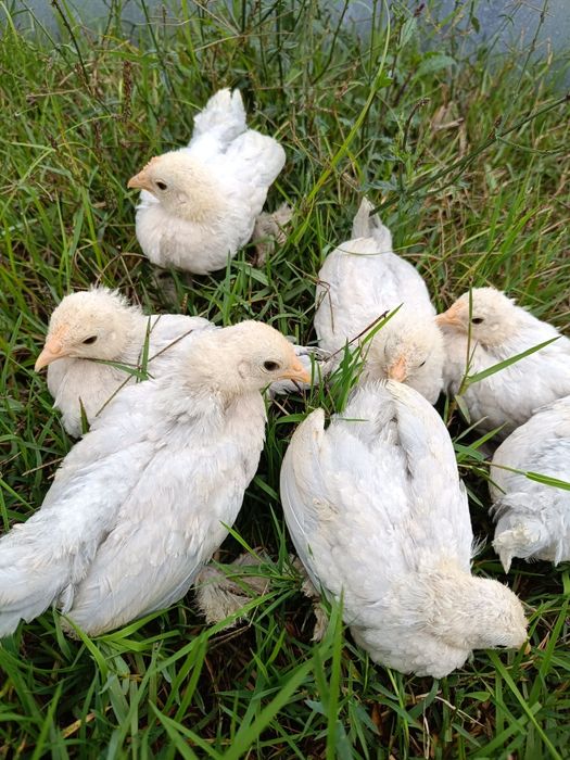 Pintos calçada holandesa