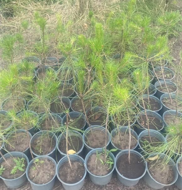 Сосна   звичайна