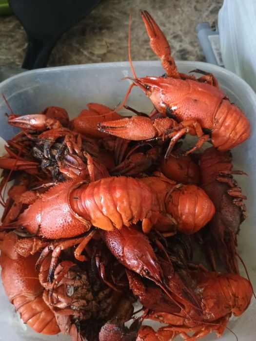 РАКИ живі та варені