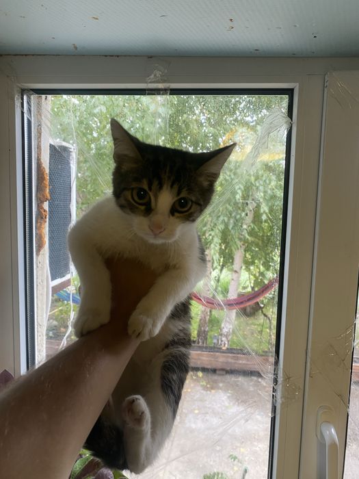Отдак котят в хорошие руки