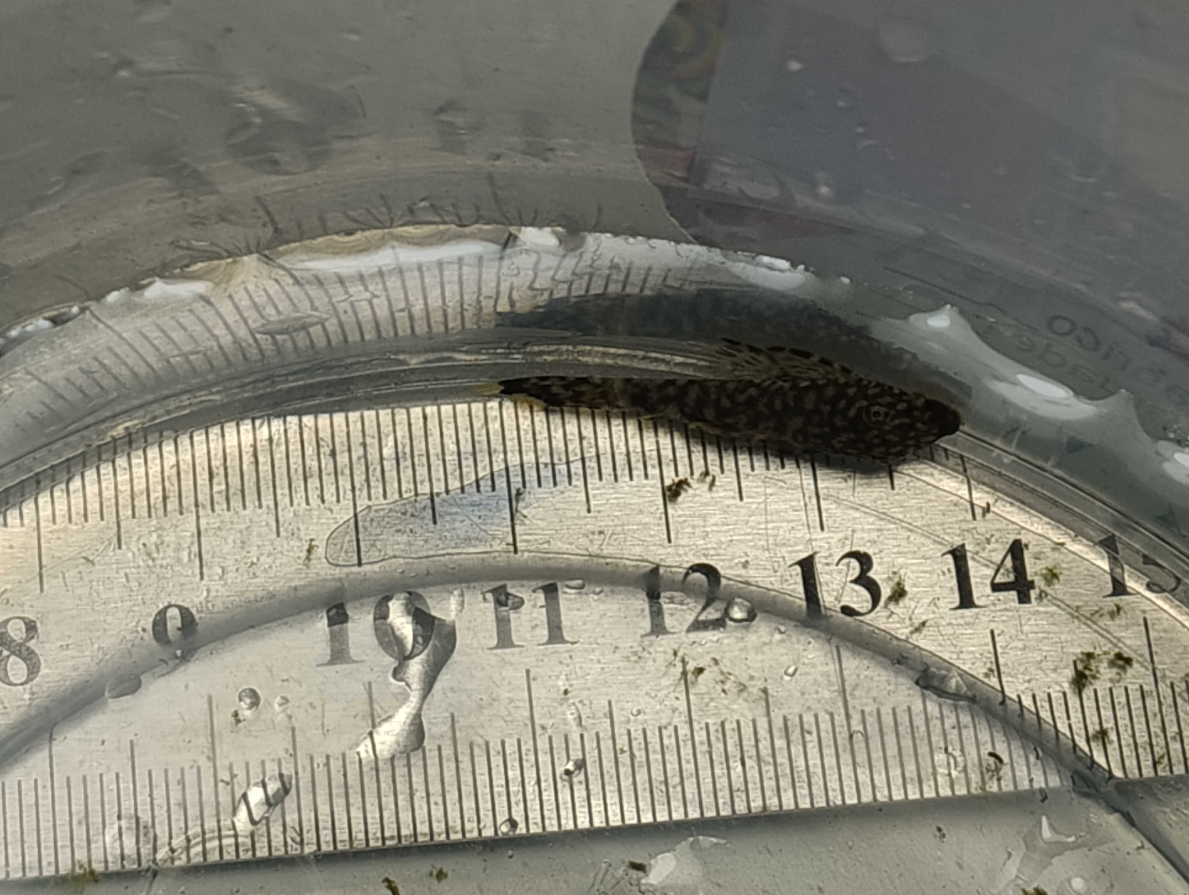 Ancistrus sp. 3cm