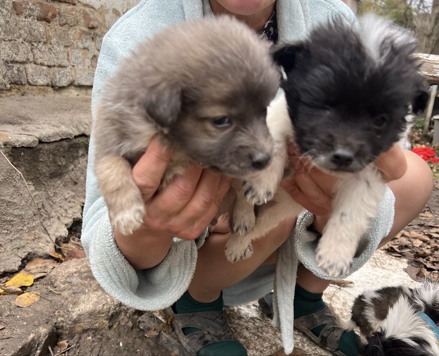 Песики безкоштовно