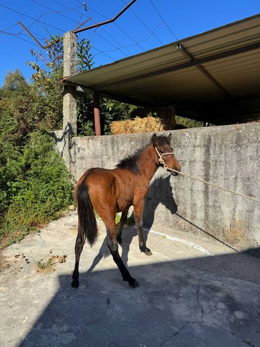 Cavalo Garrano macho