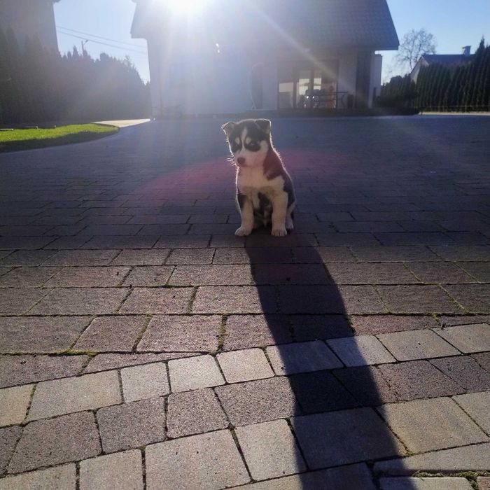 Szczeniaki Syberian Husky