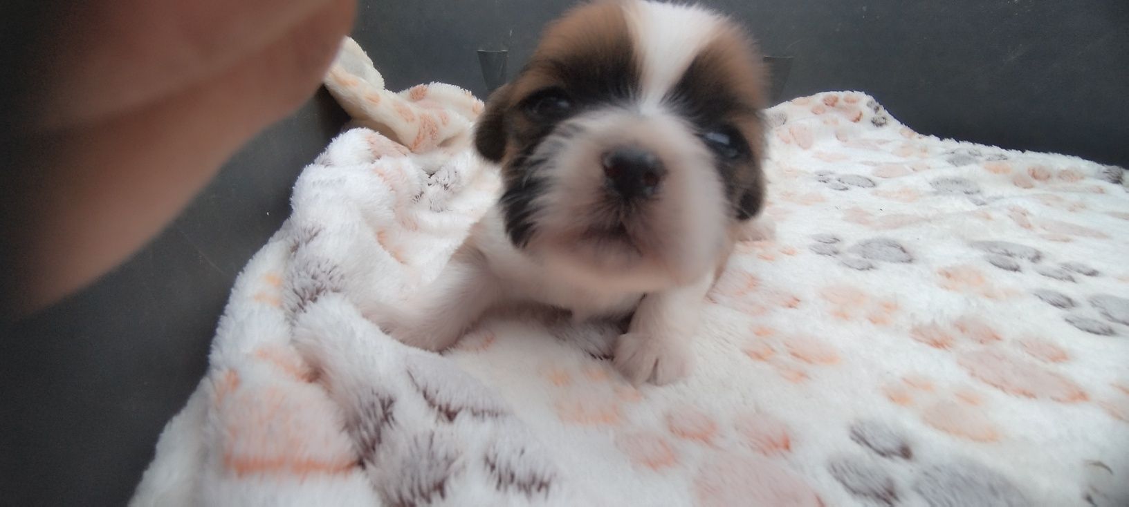 Piesek Shih Tzu.