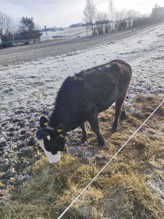Jałówka mleczna do zacielenia