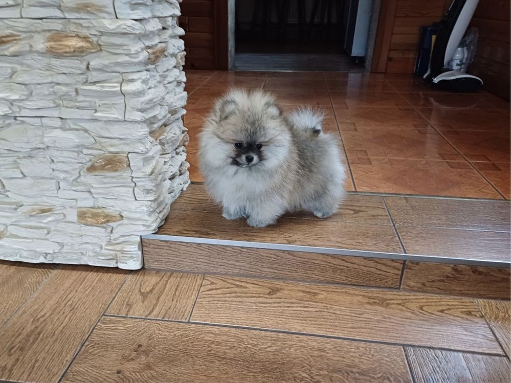 Szpic miniaturowy pomeranian piesek suczka misie