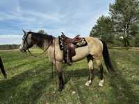Ogier American Quarter Horse (AQH) Stanówka