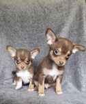 Chihuahua piesek czekoladowy
