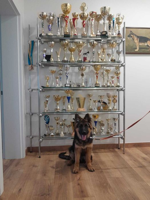 Szczenię suczka owczarek niemiecki