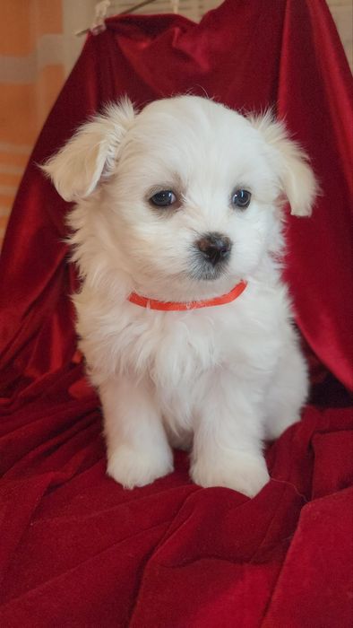 Грайливі цуценятка