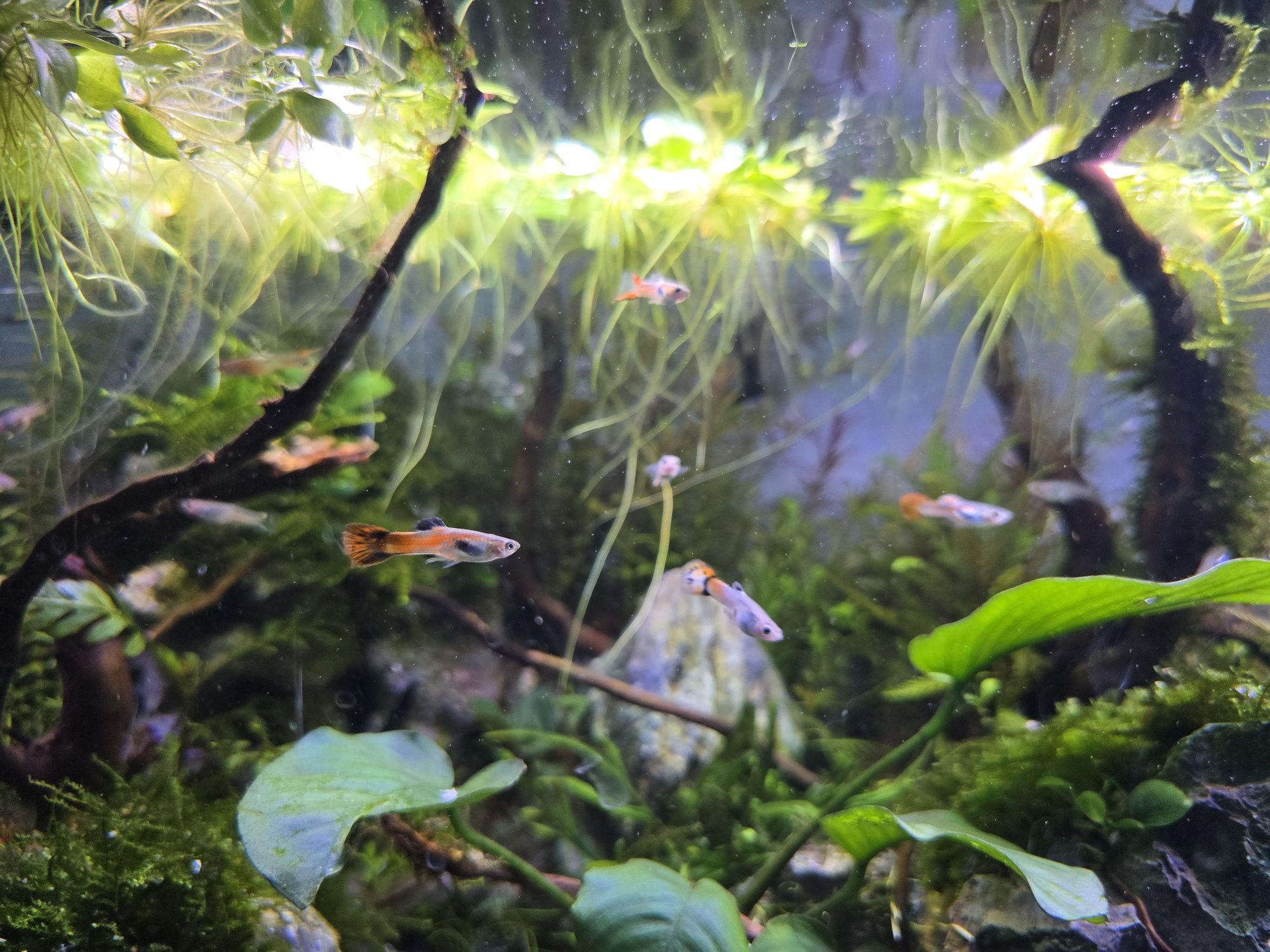 Vendo guppy Macho e fêmea