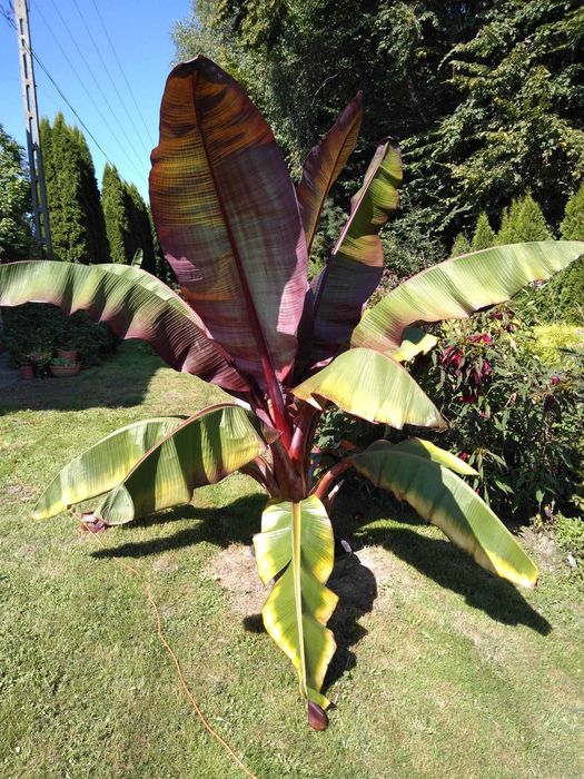 Sprzedam Bananowce Abisyńskie Ensete Maurelli (czerwone) sadzonki