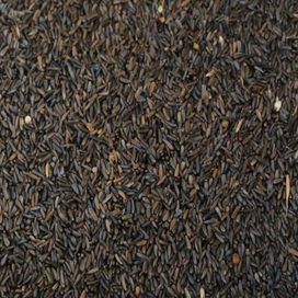 Mikro nasiona słonecznika kanarek egzotyka zięb Szczygieł