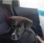Adoptar a cadela