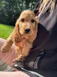 Szczeniaczki po Cocker Spaniel