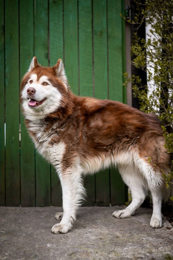 Rudy mix siberian husky i alaskan malamute. Duży pies w schronisku.
