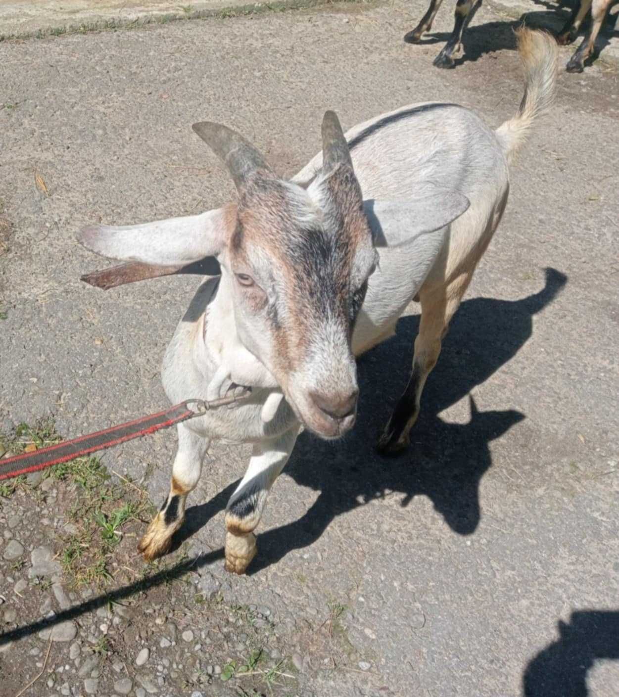 Sprzedam młodego koziołka