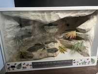 Terrarium dla agamy brodatej