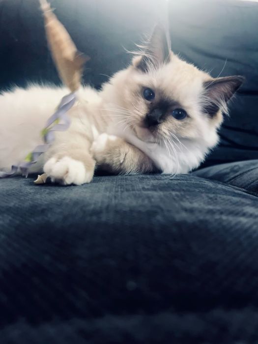 Kocięta kotka kocur Ragdoll FPL / FIFe