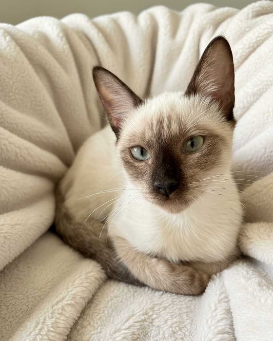 Setúbal / Margem Sul / Lisboa — CÔCO, gatinho para adoção