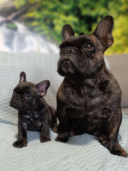Buldog francuski suczka ZKwP