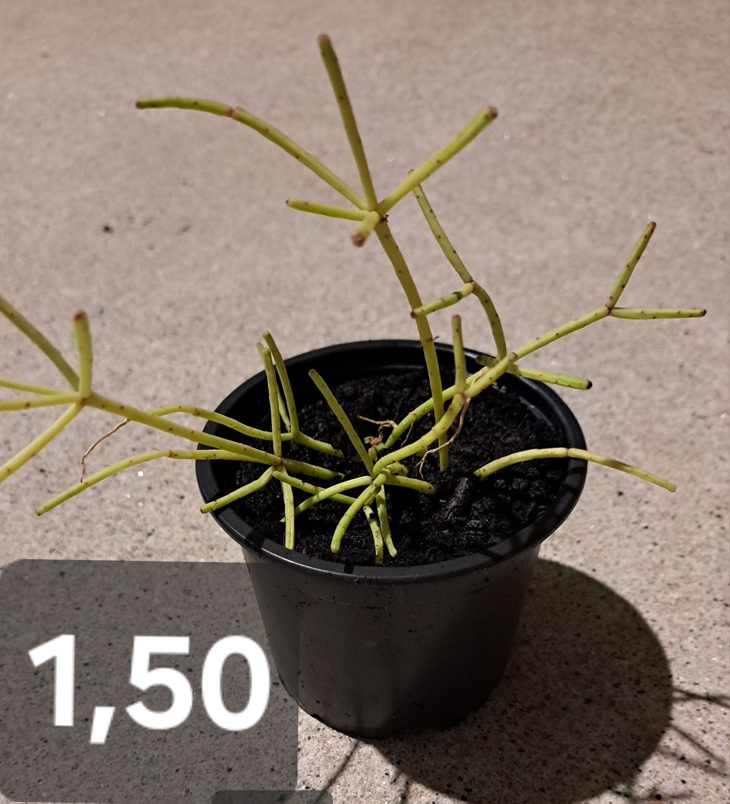 Plantas suculentas