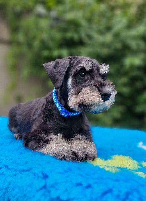 Цуценята цвергшнауцера