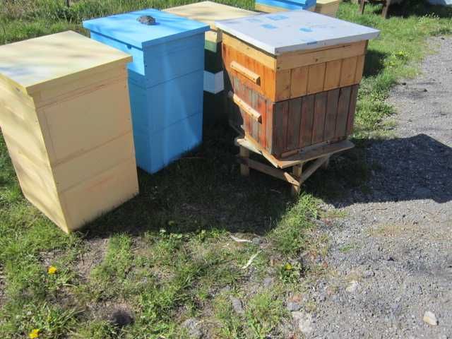 rodziny pszczele ,odkłady  ule pszczoły