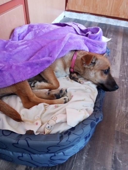 Da se cadela de porte pequeno