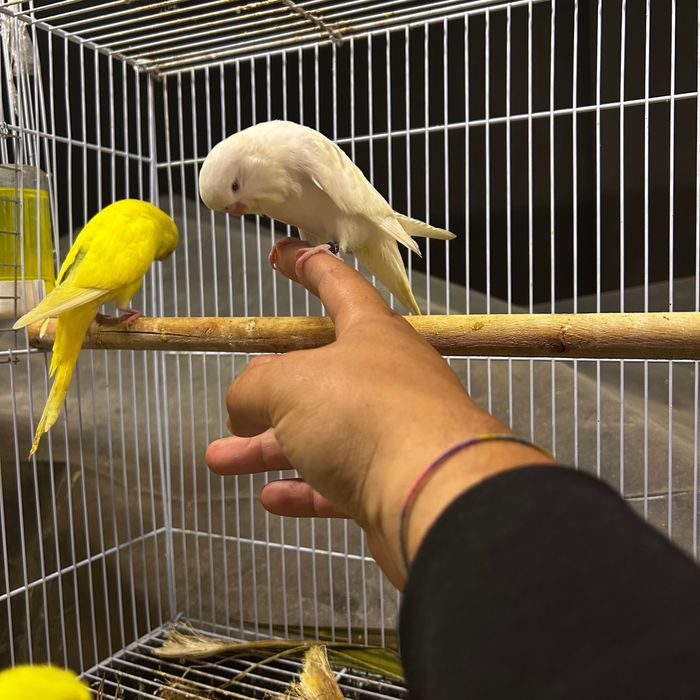 Piriquitos ingleses domesticados