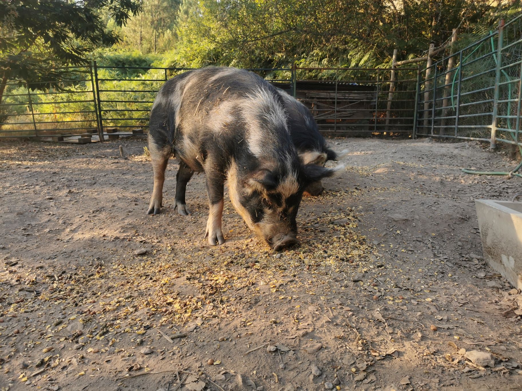 Kune kune porcos fêmea