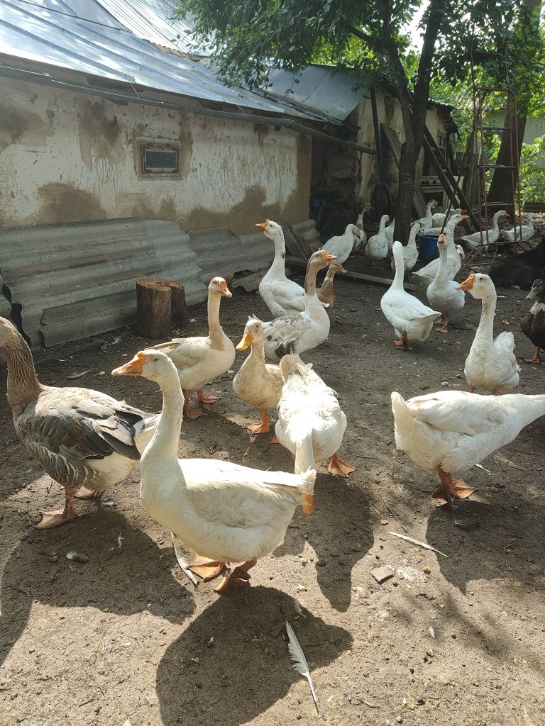 Продам гуси великі