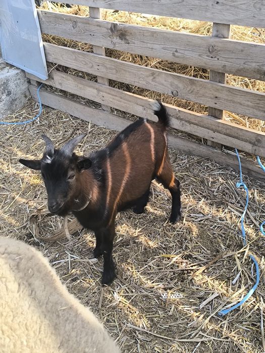 Cabrito micro anão castanho