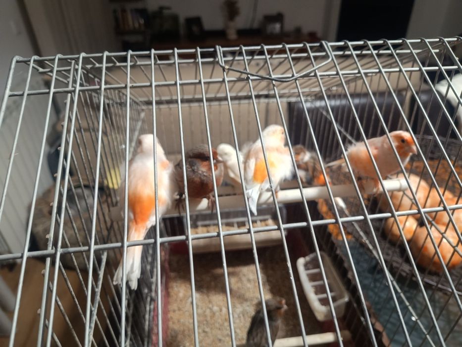 Para venda 7 canários Arlequim Português