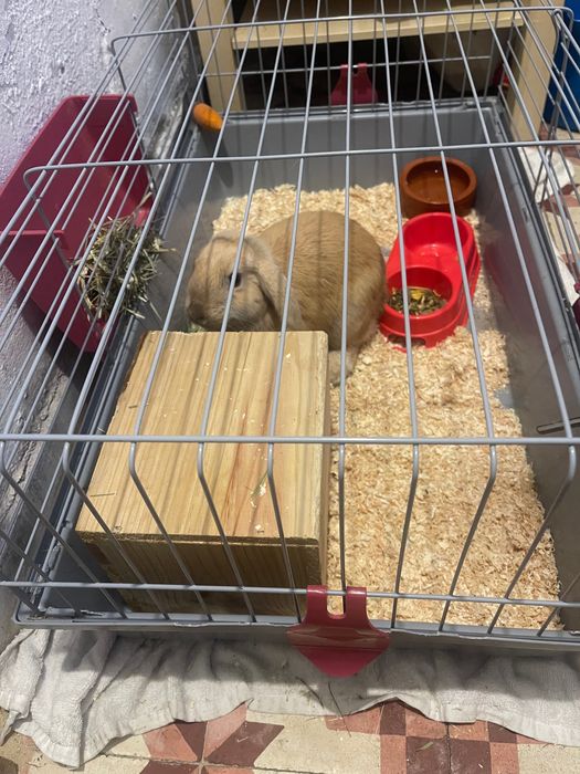 Coelho anão  mini lop