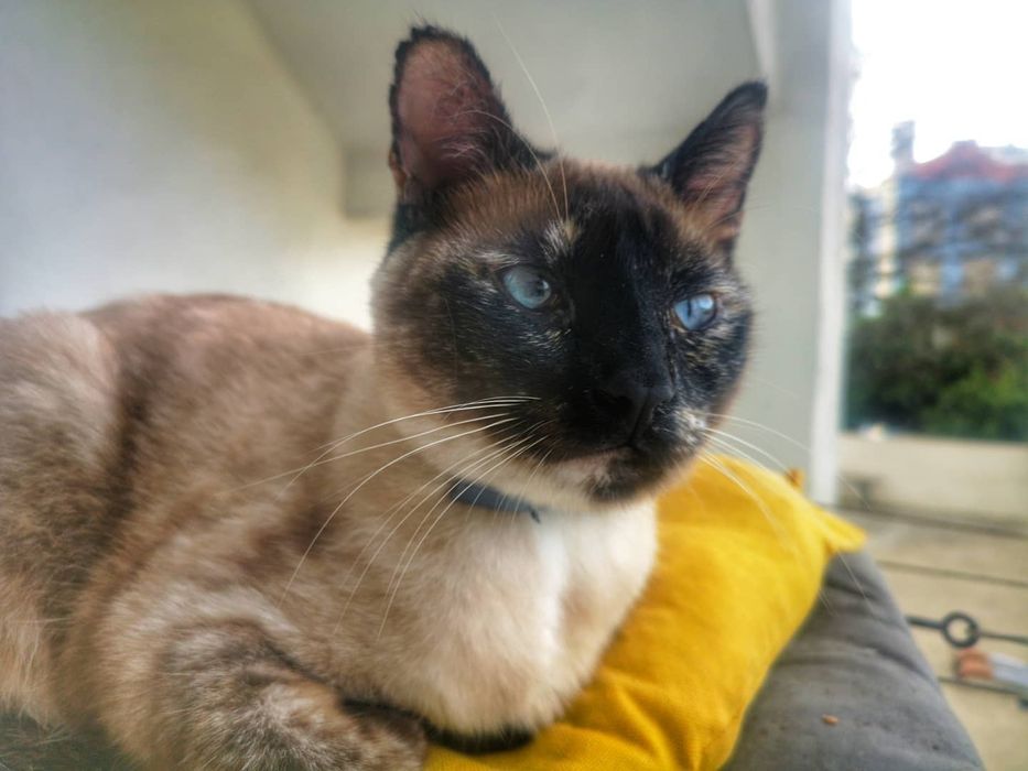 Gato tipo siamês