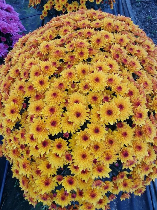 Chryzantemy drobnokwiatowe