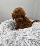 Maltipoo dziewczynka