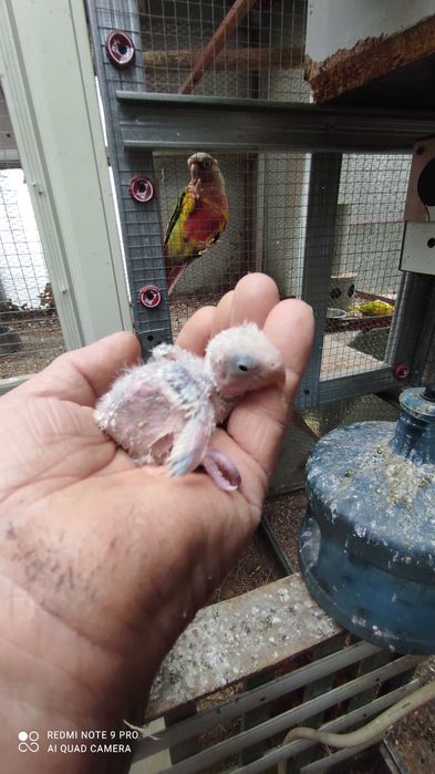 Bebés de rosicoller para criar á mão
