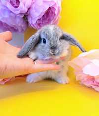 Карликовые мини кролики,карликовый мини кролик,карликовий міні кролик