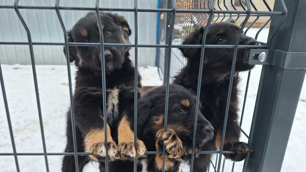 Oddam wyjątkowe pieski!