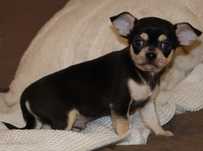 Chihuahua-Czarno Podpalany Piesek