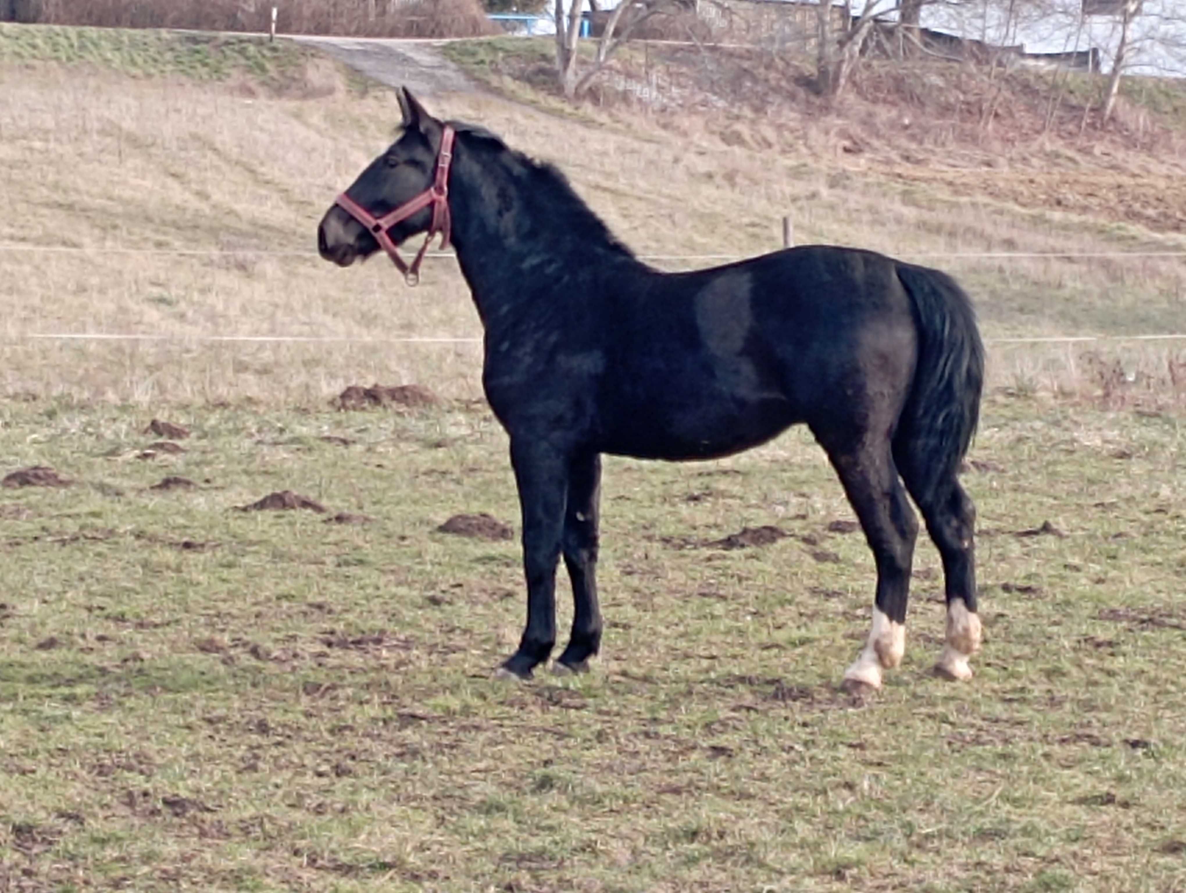 ogierek śląski kary