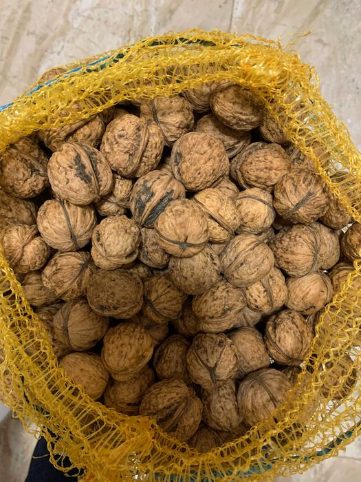 orzechy włoskie tegoroczne