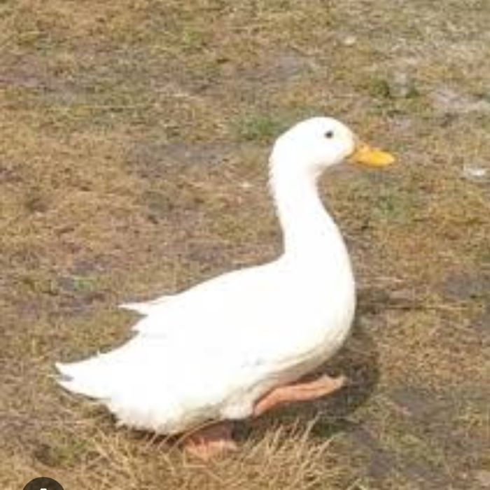 Kaczki biała kaczka pekin duża żywa