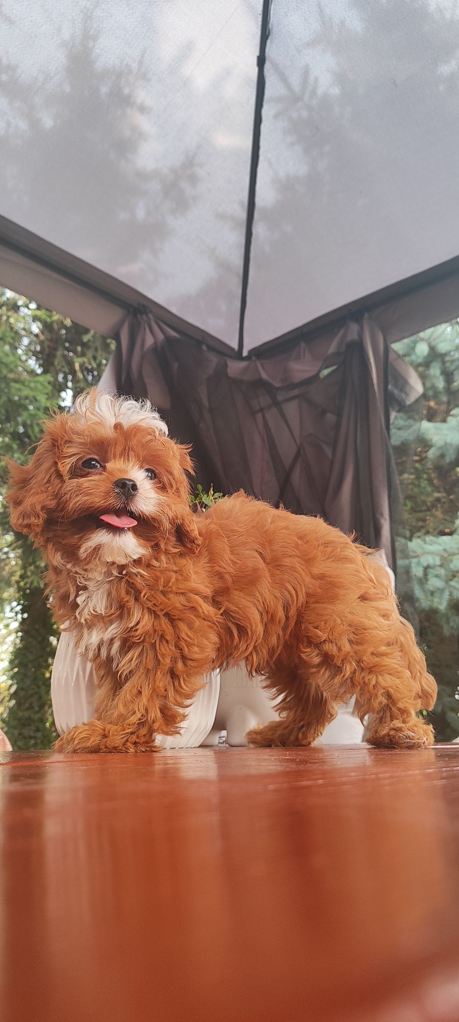 Uroczy Piesek Cavapoo  • GOTOWE DO ODBIORU •