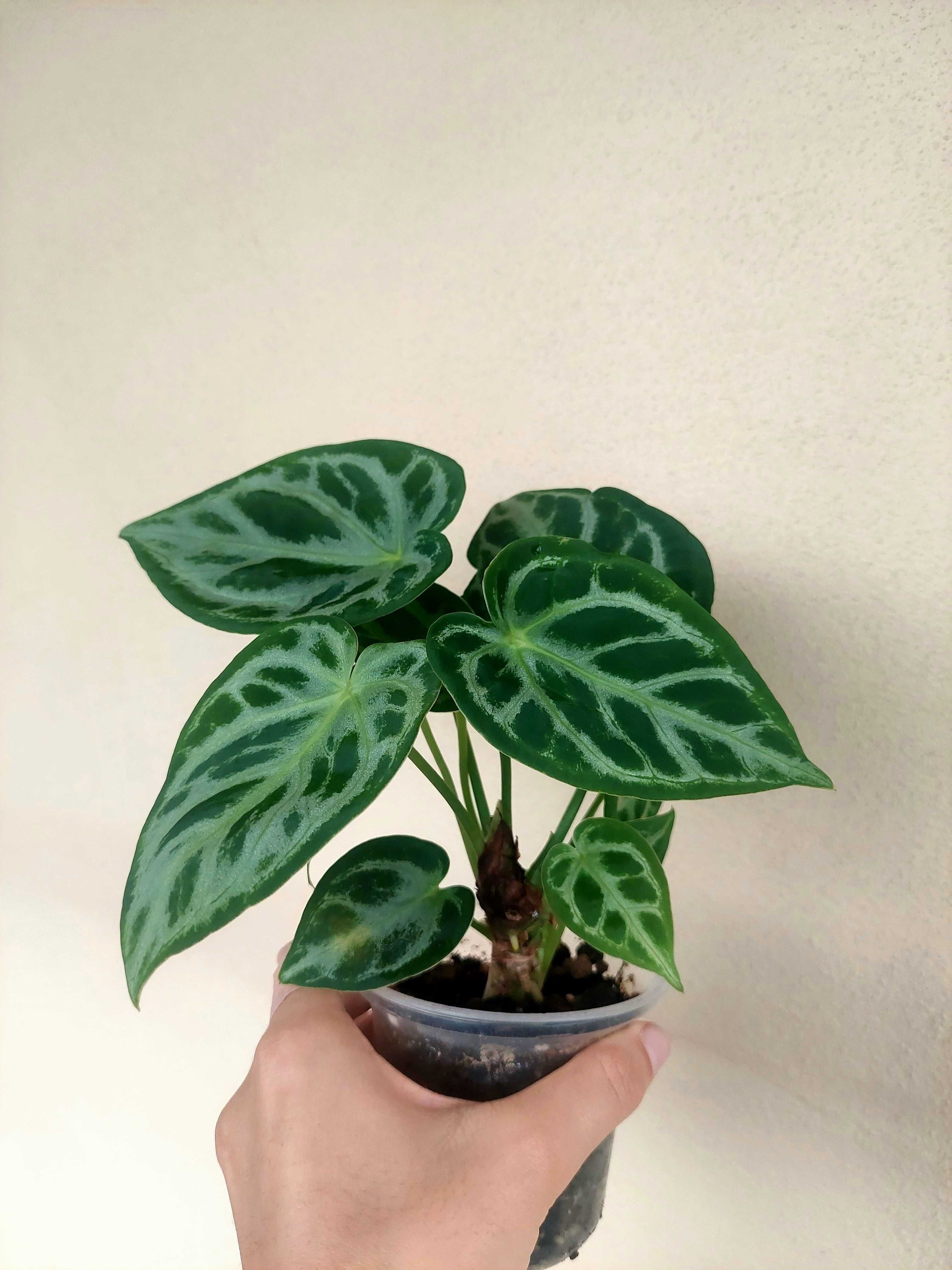 Planta Anthurium crustallinum 'Silver Blush'