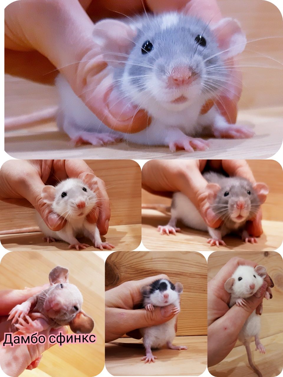 Крысы дамбо+клетки,крысята дамбо,крыски дамбо